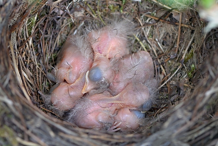 jonge merels 6-2016 1536